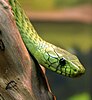 The Western green mamba