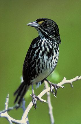 Dusky seaside sparrow