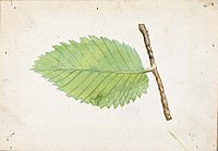 Emma Beach Thayer - Jagged Leaf Edge Caterpillar, study for book Concealing Coloration in the Animal Kingdom