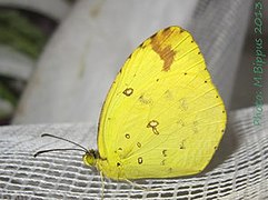 花黄粉蝶 Eurema floricola