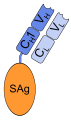 Fab fragment-superantigen-fusion protein
