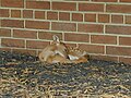 A white-tailed deer fawn, just hours old, outside the entrance to Medical at the DuPont Experimental Station.