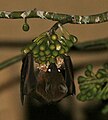 Feeding on kapok at night in Kolkata