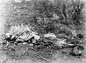 Human remains found in scrub, circa 1900-1910.