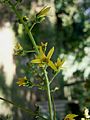 Koelreuteria paniculata close-up flower