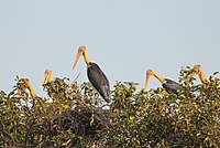 Nesting at Nehra, Darbhanga, Bihar