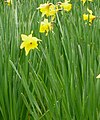 Narcissus hispanicus