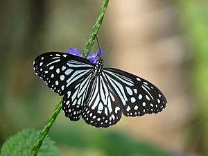 Dorsal view