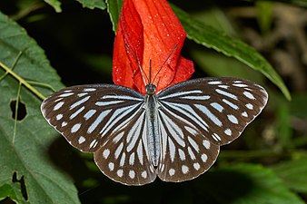 Dorsal view (female)