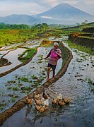 A farmer grazes his ducks in Central Java