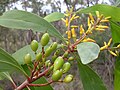 Persoonia levis