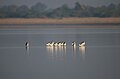 Pied avocets in Little Runn of Kutch, India