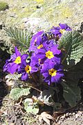 A purple and yellow cultivar