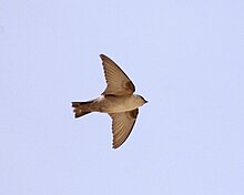 A square-tailed pale brown swallow in flight, viewed from below