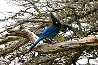 Steller's jay on Pebble Beach, California, USA.