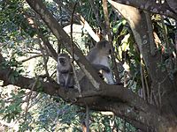 Vervet monkeys in a tree.