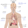 فارسی • 波斯语