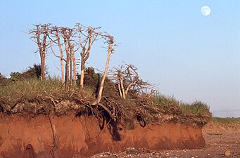 Shoreline erosion on a beach on Île du Havre Aubert (island)