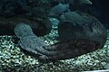 Image 29The entirely aquatic Chinese giant salamander is the world's largest amphibian, reaching up to 1.8 m (5.9 ft) in length. (from Yangtze)