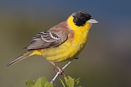 28-090504-black-headed-bunting-at-first-layby