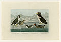 402. 1. Black-throated Guillemot 2. Nobbed-billed Auk 3. Curled-crested Auk 4. Horned-billed Guillemot