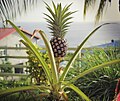 A pineapple in a garden in Martinique (Caribbean Sea)