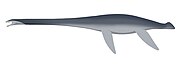 Aphrosaurus furlongi