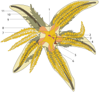 Diagram of Common starfish, by Hans Hillewaert, edited by Slashme