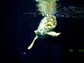 Nickel, a green sea turtle, swimming at the aquarium