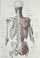 The fibers of the gluteus medius cross from anterior to posterior and vice versa before its insertion at the greater Trochanter. The iliotibial tract has been partially removed.