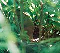 Female Cardinal on her nest.