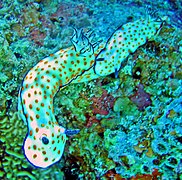 Two individuals of Hypselodoris pulchella displaying the typical ‘trailing behaviour’