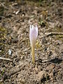 Colchicum alpinum bud