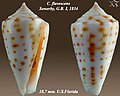 Conus flavescens Sowerby, G.B. I, 1834