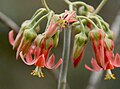 The flowers of Cotyledon barbeyi are inflated between the calyx lobes.