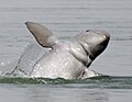 Irrawaddy_dolphin. Mekong river, Kratié, Cambodia, 2011.