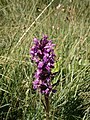 Dactylorhiza traunsteineri