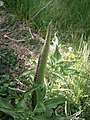 Dracunculus vulgaris bud