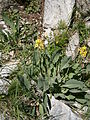 Erysimum rhaeticum