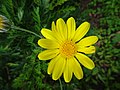 Euryops chrysanthemoides flower