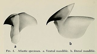 #149 (18/2/1961) Lower (left) and upper beaks of the Atlantic juvenile (Roper & Young, 1972:212, fig. 4)