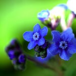 blue flowers