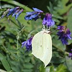 on Vicia cracca, Mount Ibuki, Shiga prefecture, Japan.