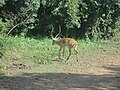 Impala grazing