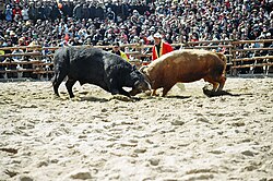 Cheongdo County is famous for its annual bullfighting festival
