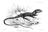 1883 illustration by Joseph Smit. The species was classified at that time as Lophognathus maculilabris
