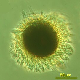 Mesodinium rubrum produce deep red blooms using enslaved chloroplasts from their algal prey [5]