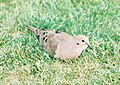 Mourning Dove feeding.