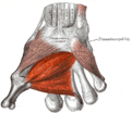 The muscles of the thumb. (Adductor pollicis transversus is red band at bottom, and adductor pollicis obliquus is red band immediately above it.)