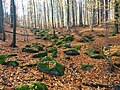 Voděradské bučiny national nature reserve